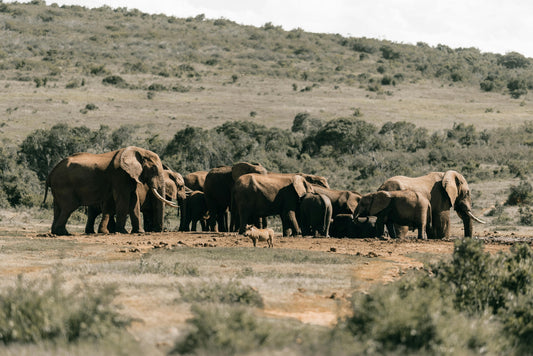 AFRIQUE DU SUD