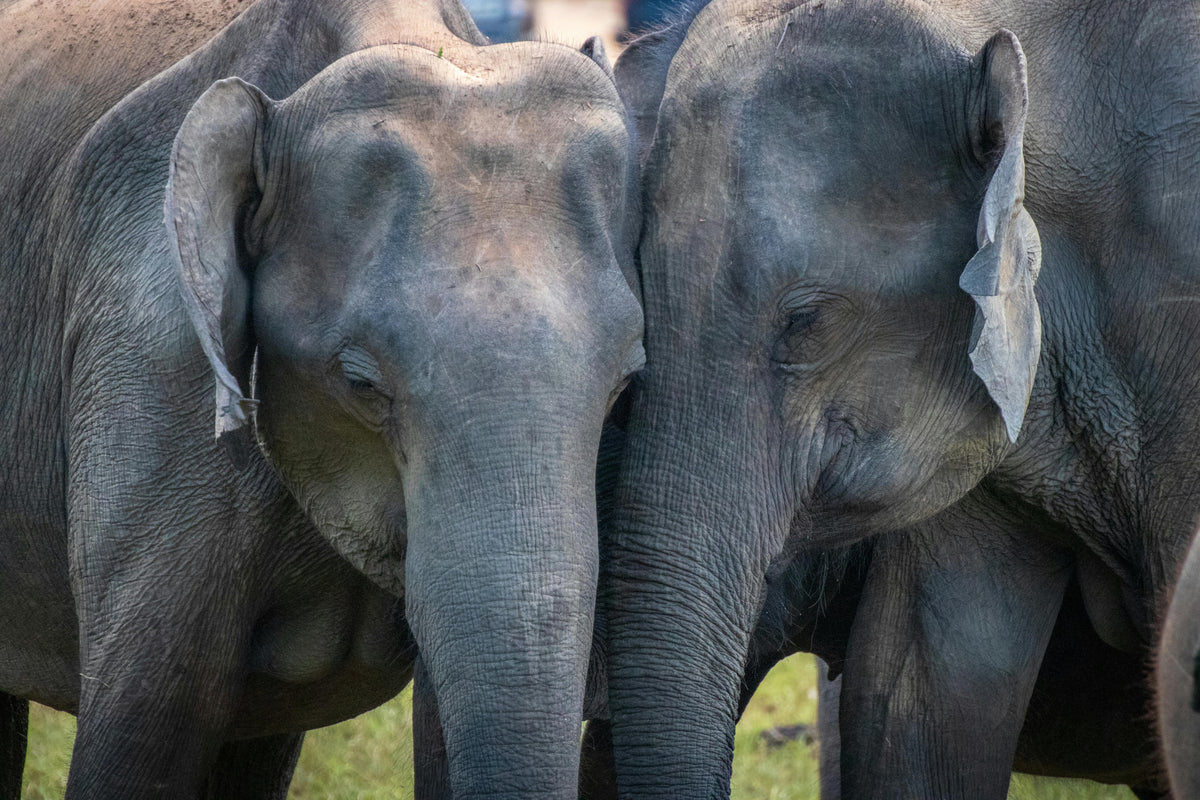 SRI LANKA
