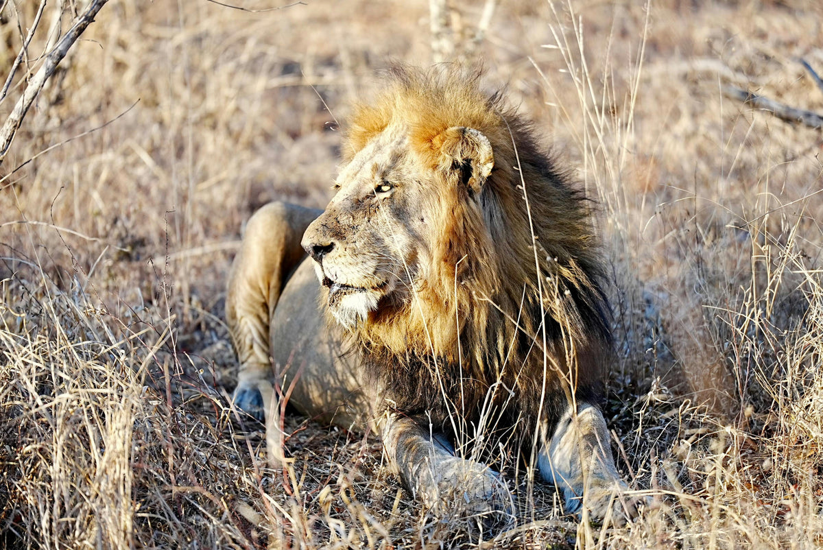AFRIQUE DU SUD